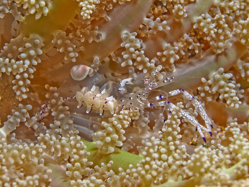 Shrimp, Frogfish Point